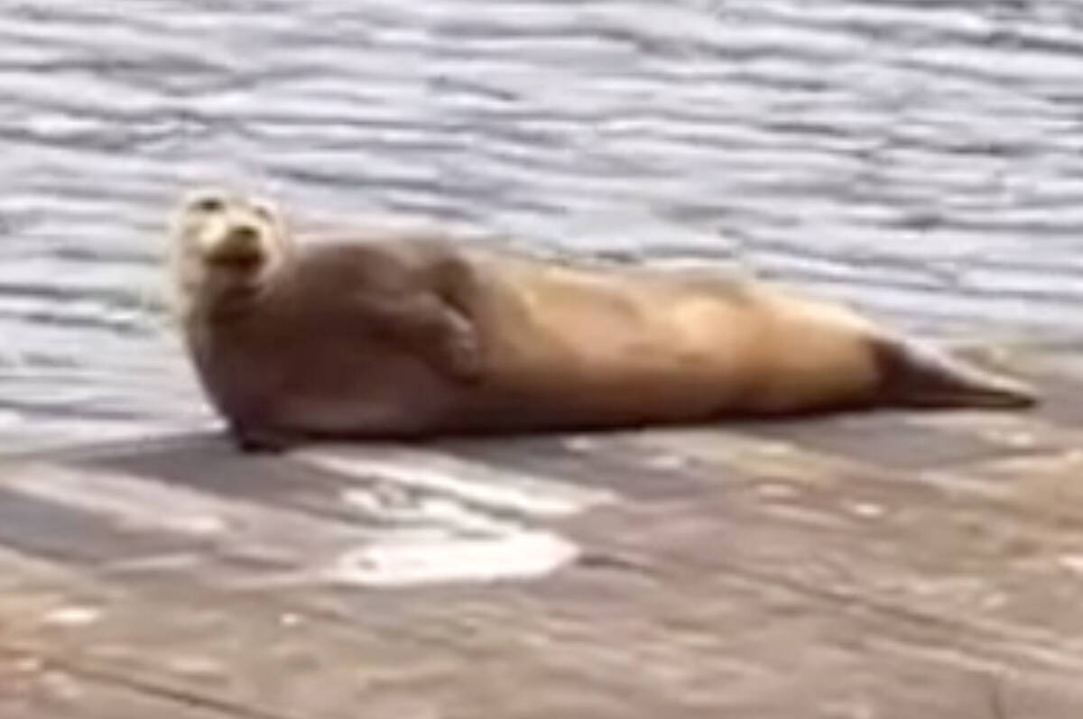 A harbour seal has been regularly spotted in the Sumas River since May.