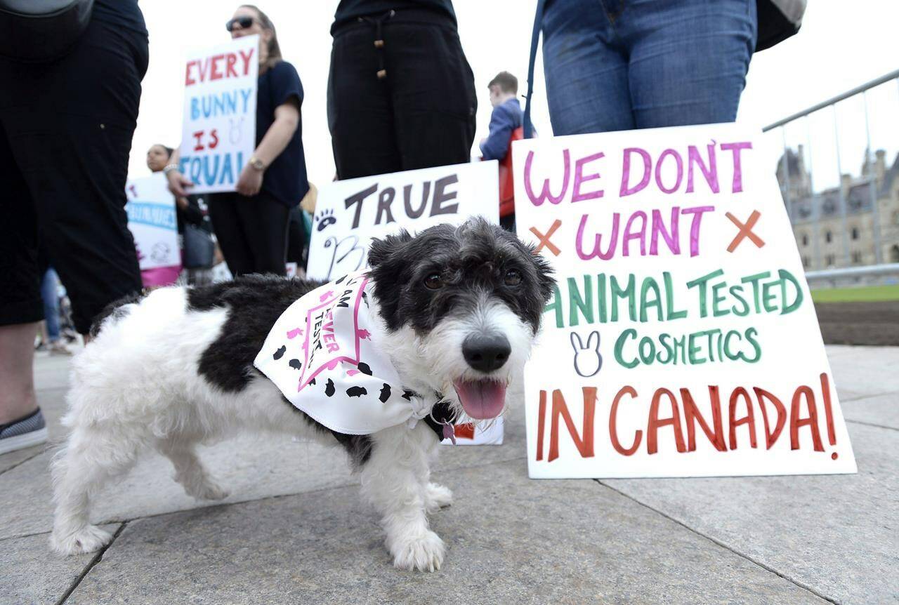 Luna the dog stands in front of signs as animal lovers and their pets deliver petitions demanding a ban on animal tested cosmetic products in Canada on Parliament Hill on Monday, May 28, 2018. Canada has banned testing cosmetic products on animals. It’s a largely symbolic move that brings Canada’s policy in line with dozens of other countries.THE CANADIAN PRESS/Justin Tang