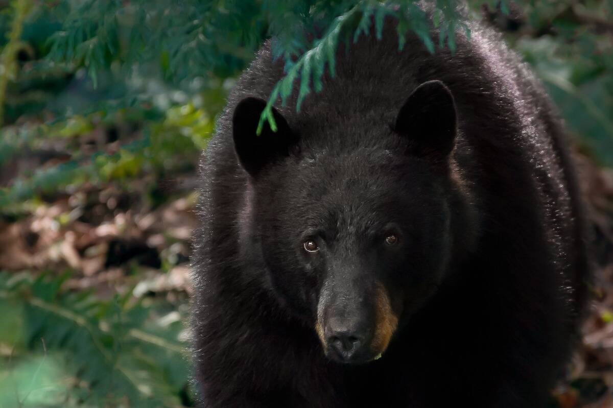A black bear looking at a photographer from a porch in Harrison Hot Springs. (Haslettphoto)