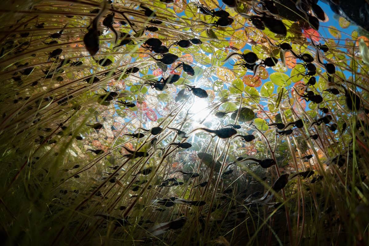 <em>Tadpoles: The Big Little Migration,</em> a movie shot on Vancouver Island, documents the daily migration of the western toad tadpoles. It is now being featured in a new Netflix series. Photo courtesy Maxwel Hohn.