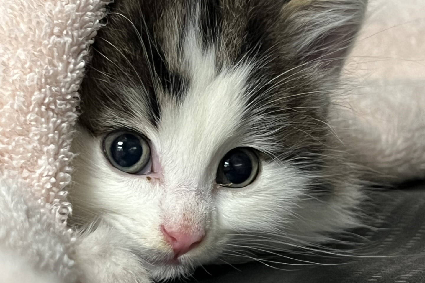 Haddie, a six-week-old kitten, was found in a garage with a badly broken and infected leg. She had to have the leg removed and is now recovering before getting ready for adoption. (BC SPCA)