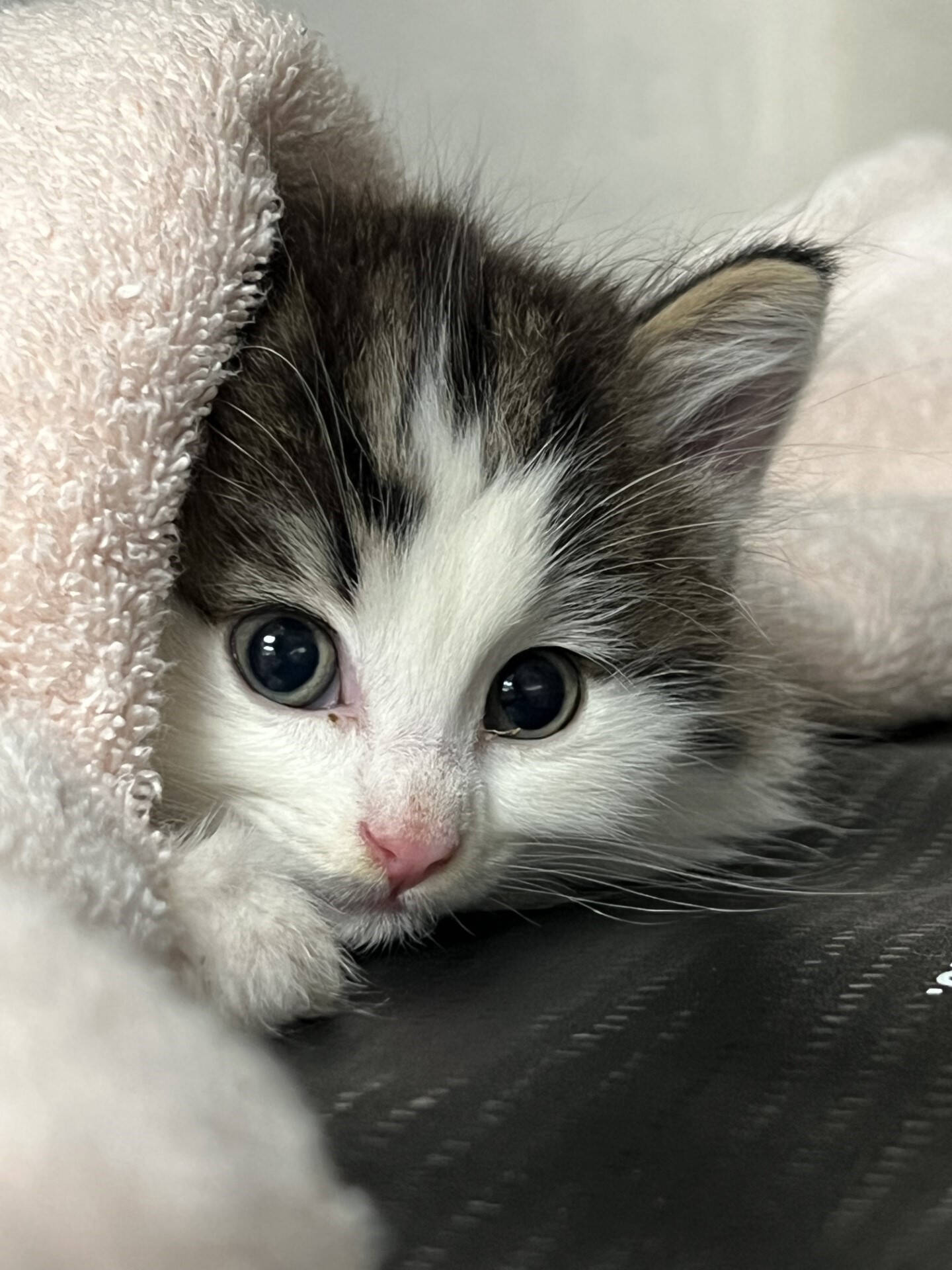 Haddie, a six-week-old kitten, was found in a garage with a badly broken and infected leg. She had to have the leg removed and is now recovering before getting ready for adoption. (BC SPCA)