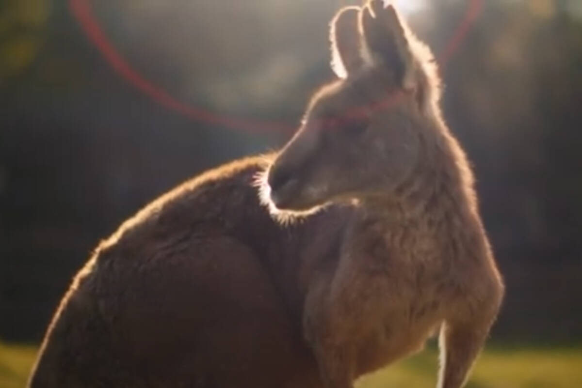 Greater Vancouver Zoo is opening a new Wallaby Walkthrough Experience at the Aldergrove facilities on Canada Day. (screengrab)