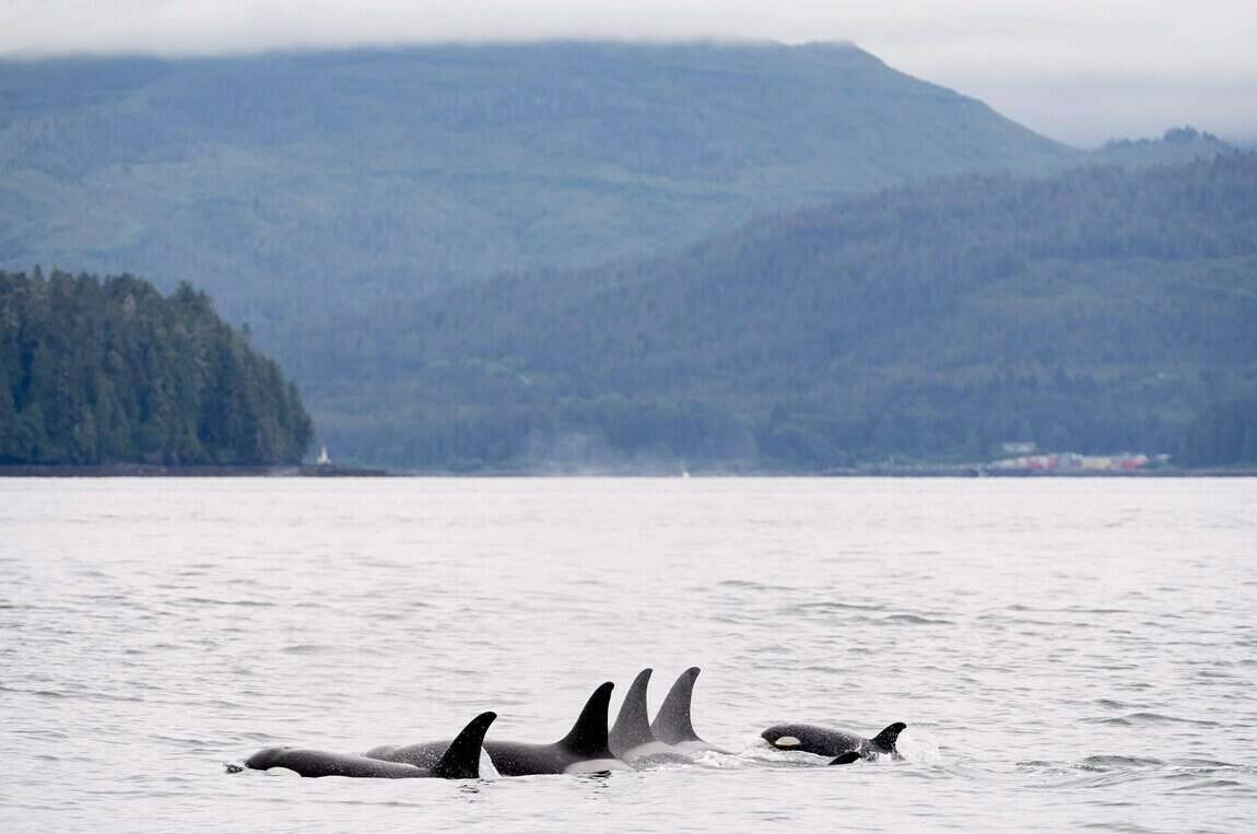 Killer whales surface in Chatham Sound near Prince Rupert, B.C., Friday, June, 22, 2018. British Columbia’s southern resident killer whales are increasingly suffering from skin diseases that leave large blotches on their distinctive black-and-white colouration, new research says. THE CANADIAN PRESS Jonathan Hayward