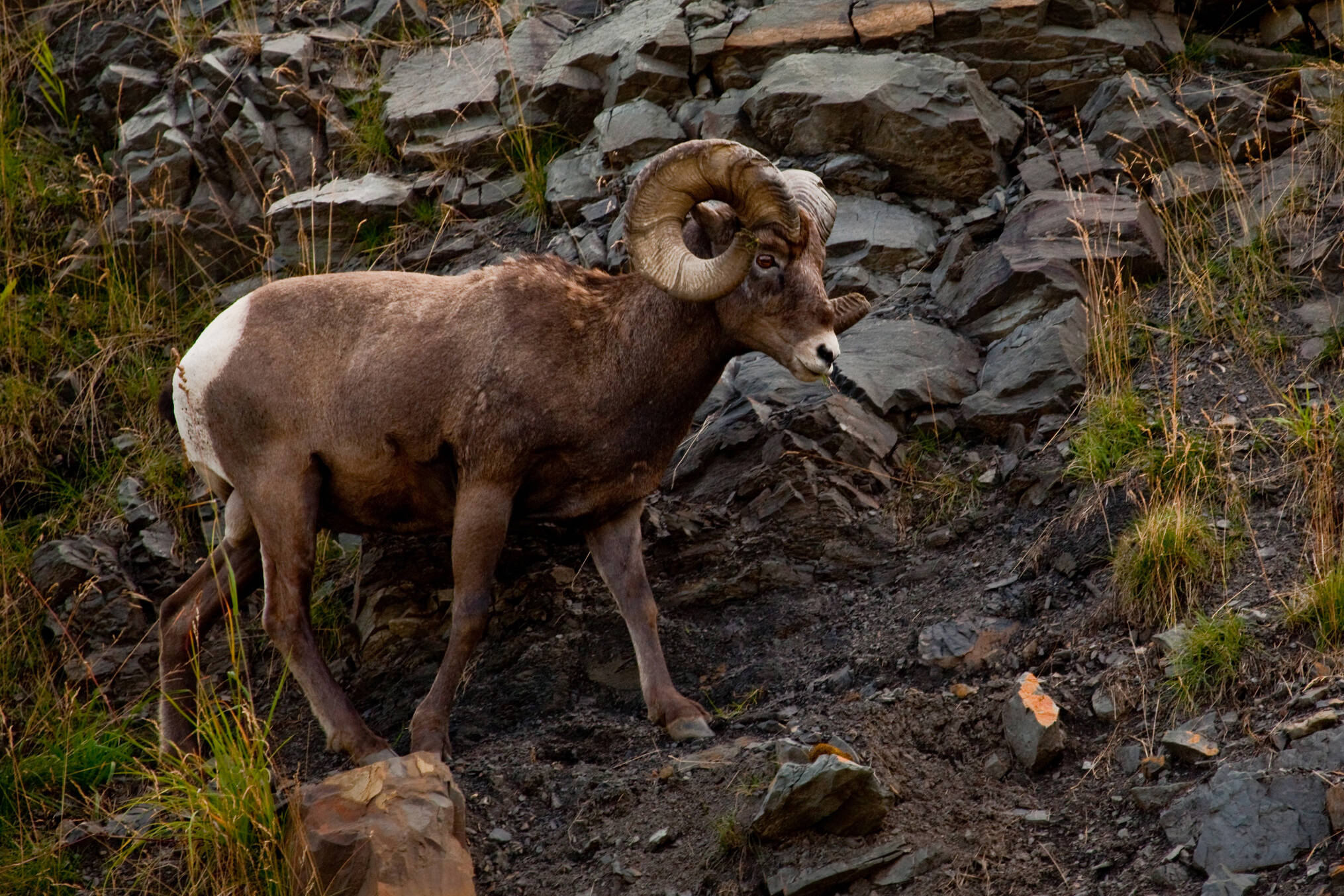 Bighorn sheep near Radium Hot Springs. (Chris Stannell/Contributed to Black Press Media)
