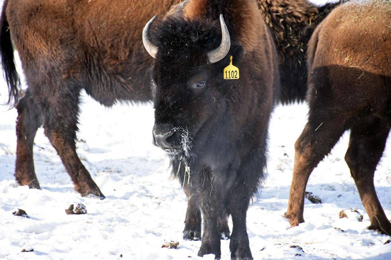 The Métis Nation of Alberta is celebrating the birth of two bison calves at a cultural park northeast of Edmonton. The new additions at Métis Crossing come after 20 wood bison were transferred to the traditional lands last year from Elk Island National Park. Bison at Metis Crossing Wildlife Park in Alberta are shown in a handout photo. THE CANADIAN PRESS/HO-Olivia Bako/Metis Nation of Alberta **MANDATORY CREDIT**