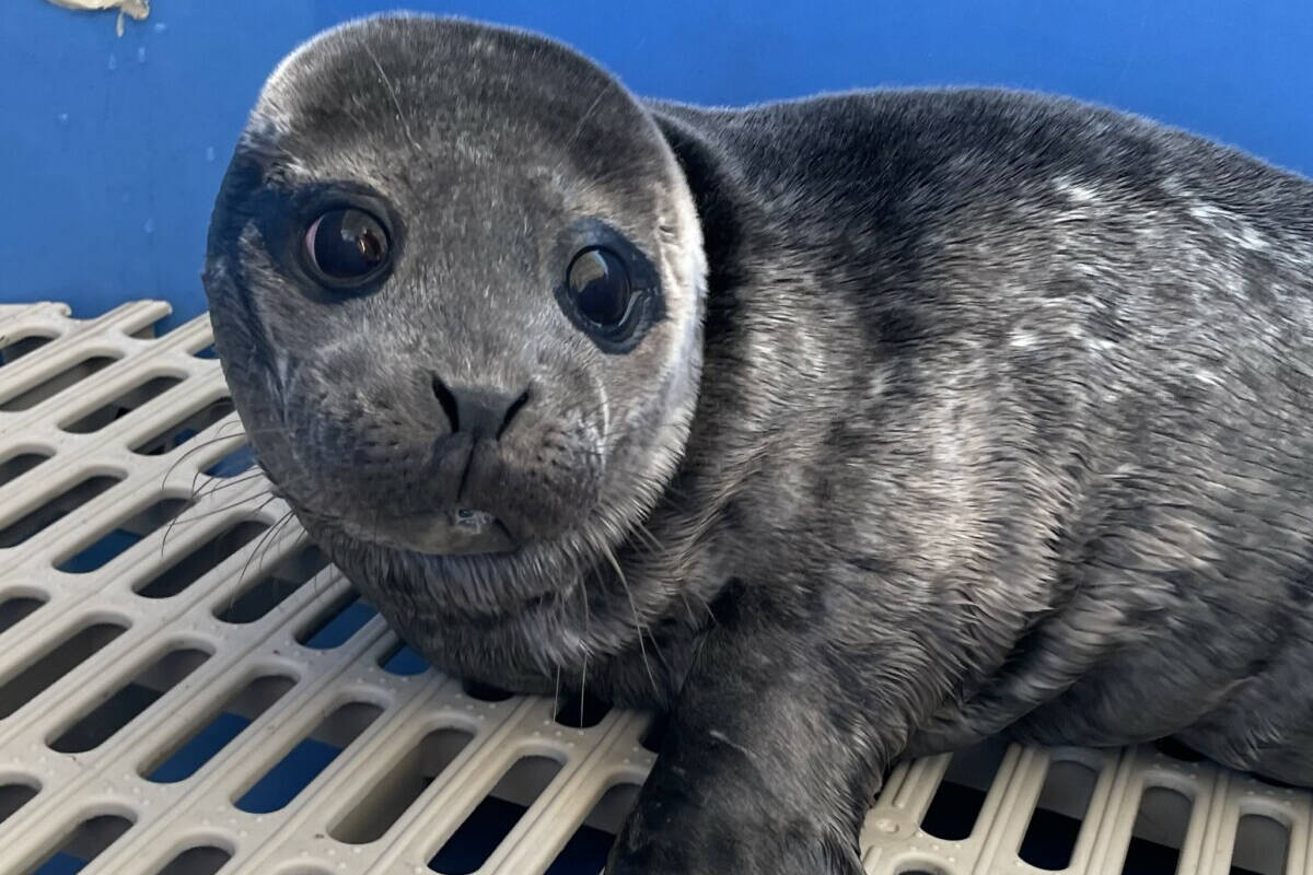 Baby seal Bertha Island is in care at Marine Mammal Rescue Centre after being plucked from Cattle Point in Oak Bay. (Marine Mammal Rescue Centre photo)