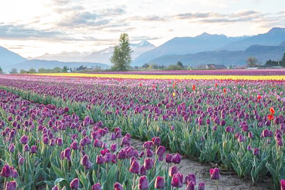 Gardens BC launched their new website www.gardensbc.com on May 1 allowing flower and plant lovers an added resource to explore the many diverse gardens across British Columbia, including the BC Tulip Trail in Chilliwack seen here. (Submitted photo)