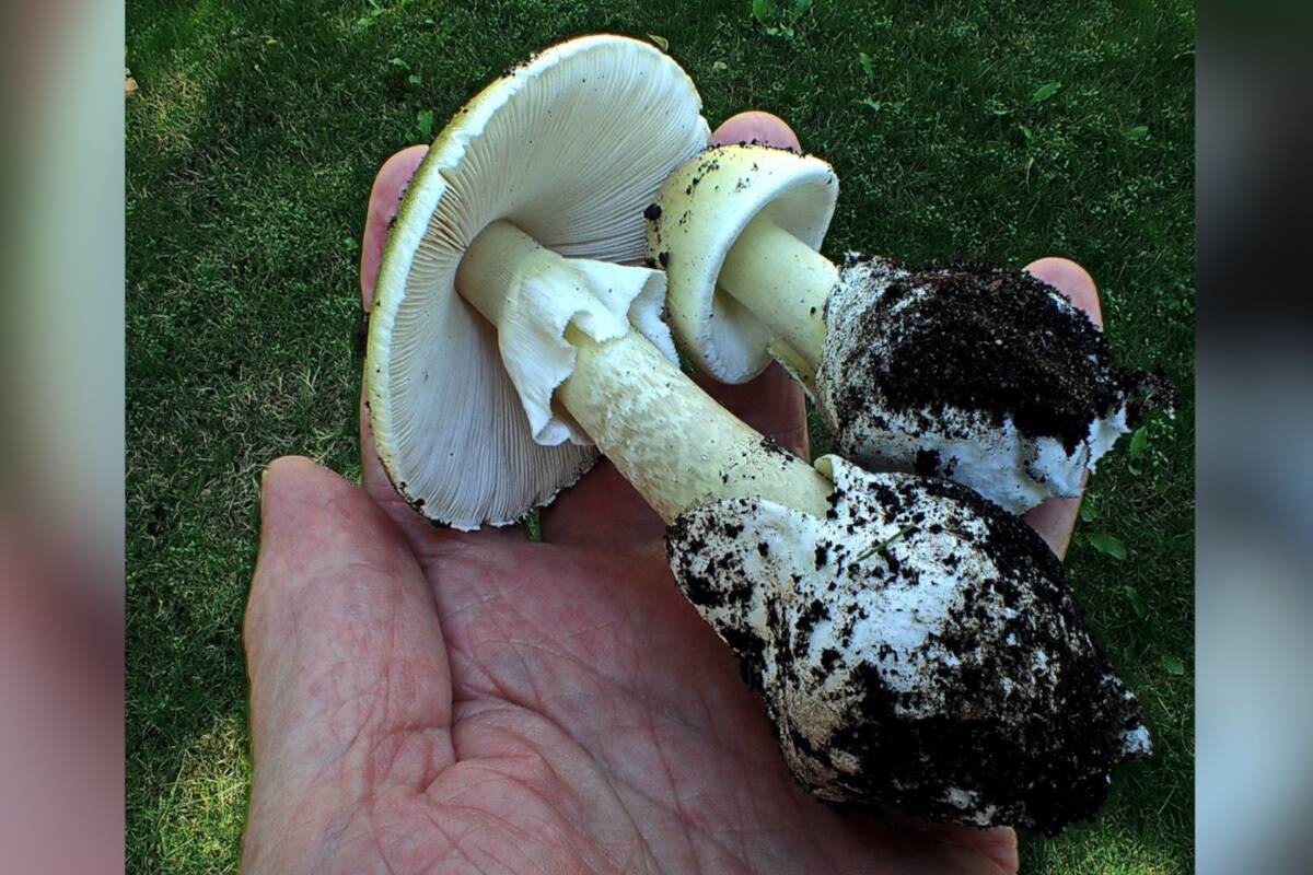 Death cap mushrooms are extremely toxic to humans and can cause severe illness and organ failure if ingested. If consumed, visit an emergency room as soon as possible or call poison control at 1-800-567-8911. (Adolf Ceska/Contributed to Black Press Media)