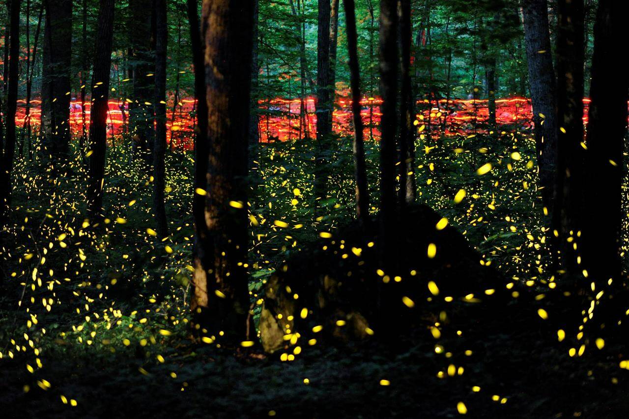 Foot traffic accompanies air traffic, as human visitors carrying red flashlights walk the Little River Trail to observe synchronous fireflies in their annual mating ritual in the Great Smoky Mountains National Park’s Elkmont Campground outside Gatlinburg, Tenn. on Tuesday, June 3, 2014. This photograph was made by “stacking” 123 long exposures shot over a 1.5-hour period. THE CANADIAN PRESS/AP-Knoxville News Sentinel-Adam Lau