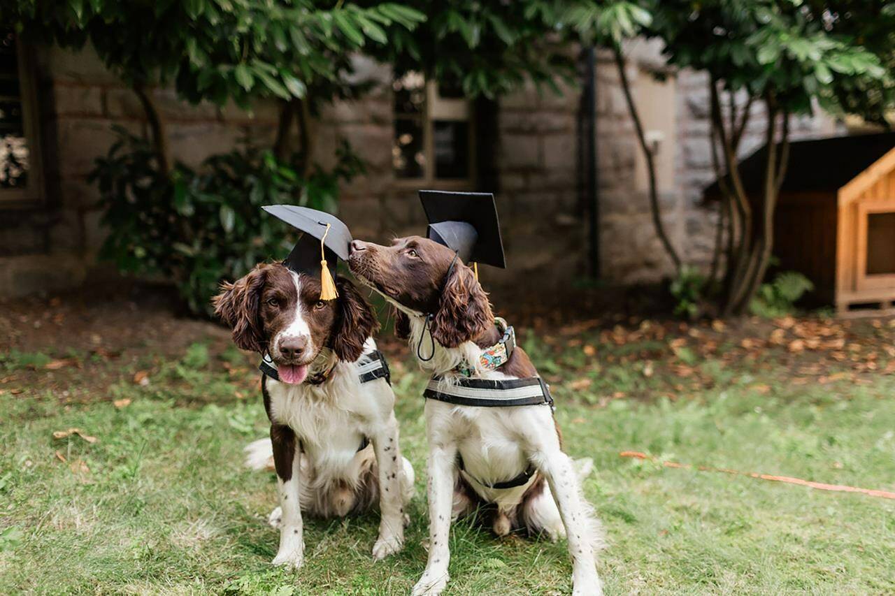 Arti and Anton are shown in this undated handout photo. The dogs recently graduated from a rigorous training program that allows them to sniff out the potentially deadly C. difficile bacterium on surfaces before it can even sicken the most vulnerable patients at hospitals in Vancouver and beyond. THE CANADIAN PRESS/HO - Vancouver Coastal Health