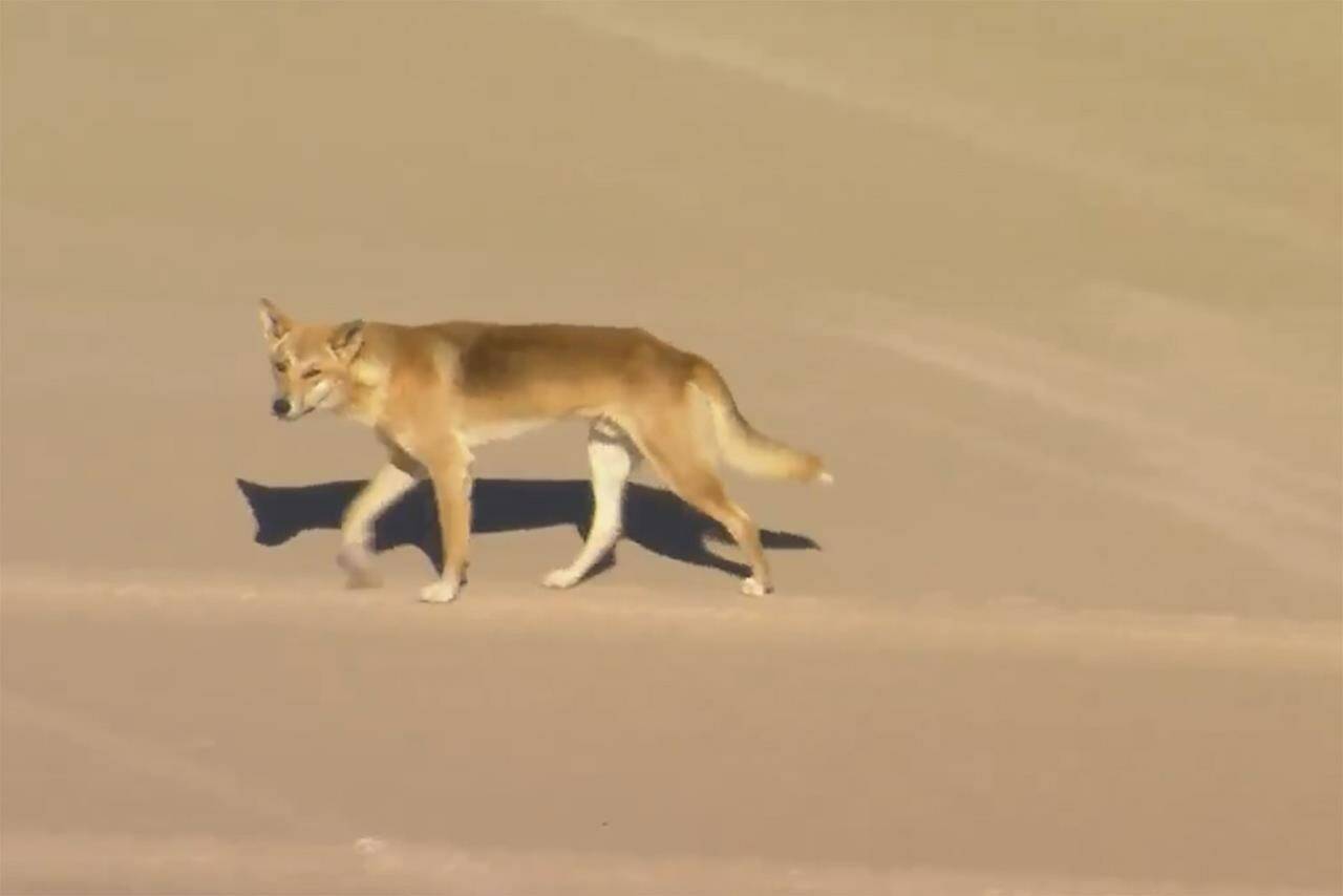 In this aerial image made from video, a dingo walks on beach on K’gari, formerly known as Fraser Island, Australia, Monday, July 17, 2023. A pack of dingoes drove a woman who was jogging into the surf and attacked her in the latest clash between native dogs and humans on a popular Australian island, sparking new warnings Tuesday to visitors venturing out. (AuBC/CHANNEL 7/CHANNEL 9 via AP)