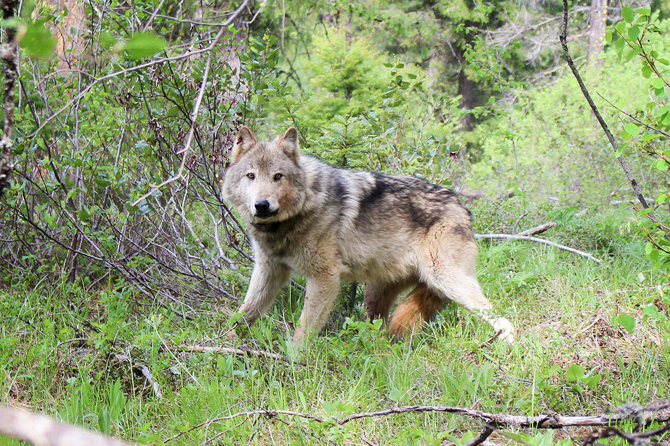 A dog escaped a wolf attack at the beach off the Butze Rapids trail July 19. (Washington Department of Fish and Wildlife photo)