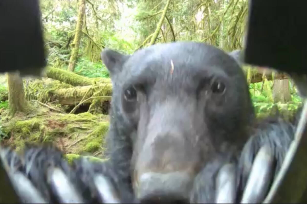 A camera captured the moment a black bear defeats the container securing it to a tree in the woods on southern Vancouver Island. (Rick West/Facebook)