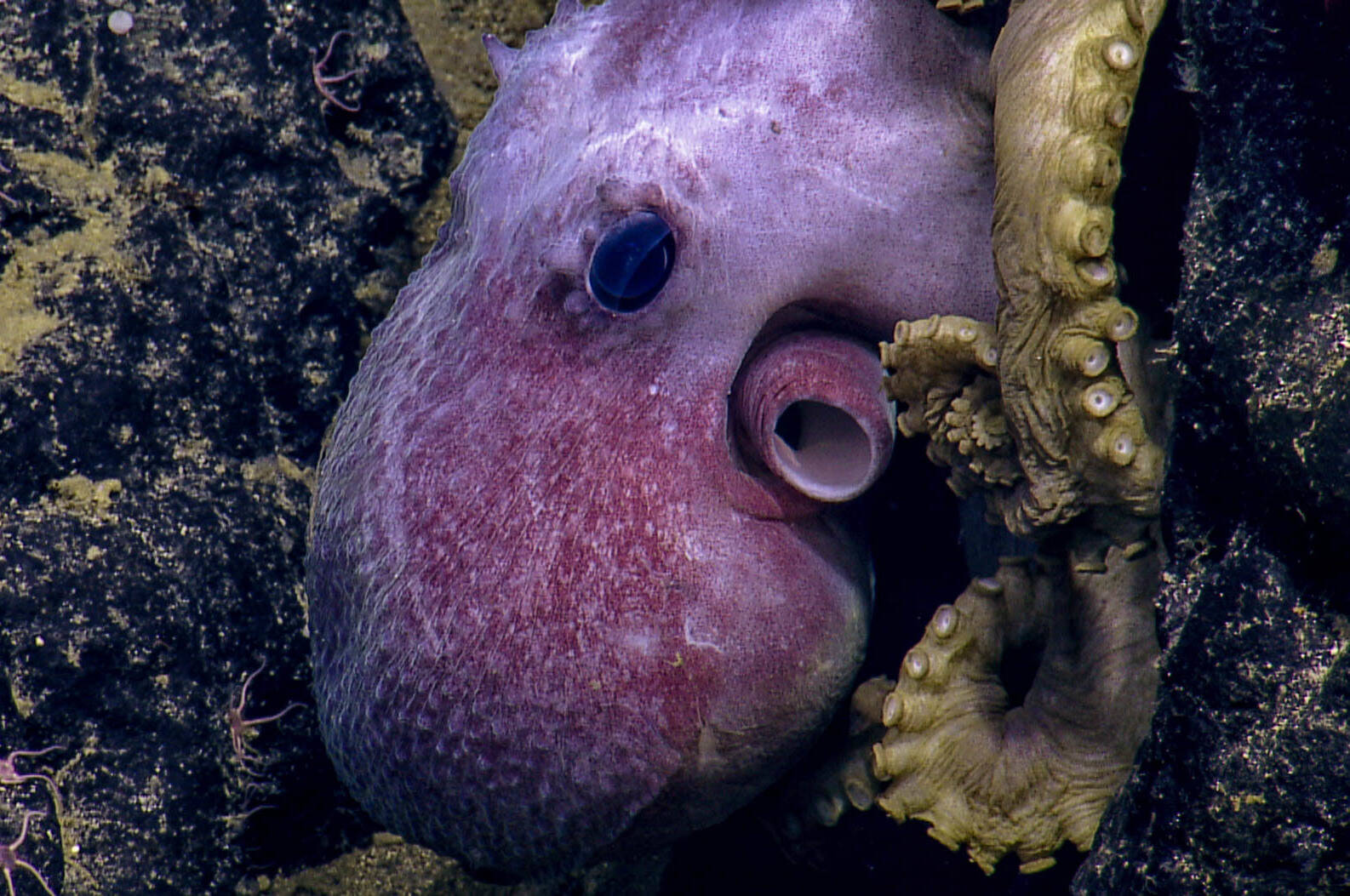 A deep sea octopus. Dr Cherisse Du Preez Ocean Exploration Trust, Northeast Pacific Seamount Expedition Partners