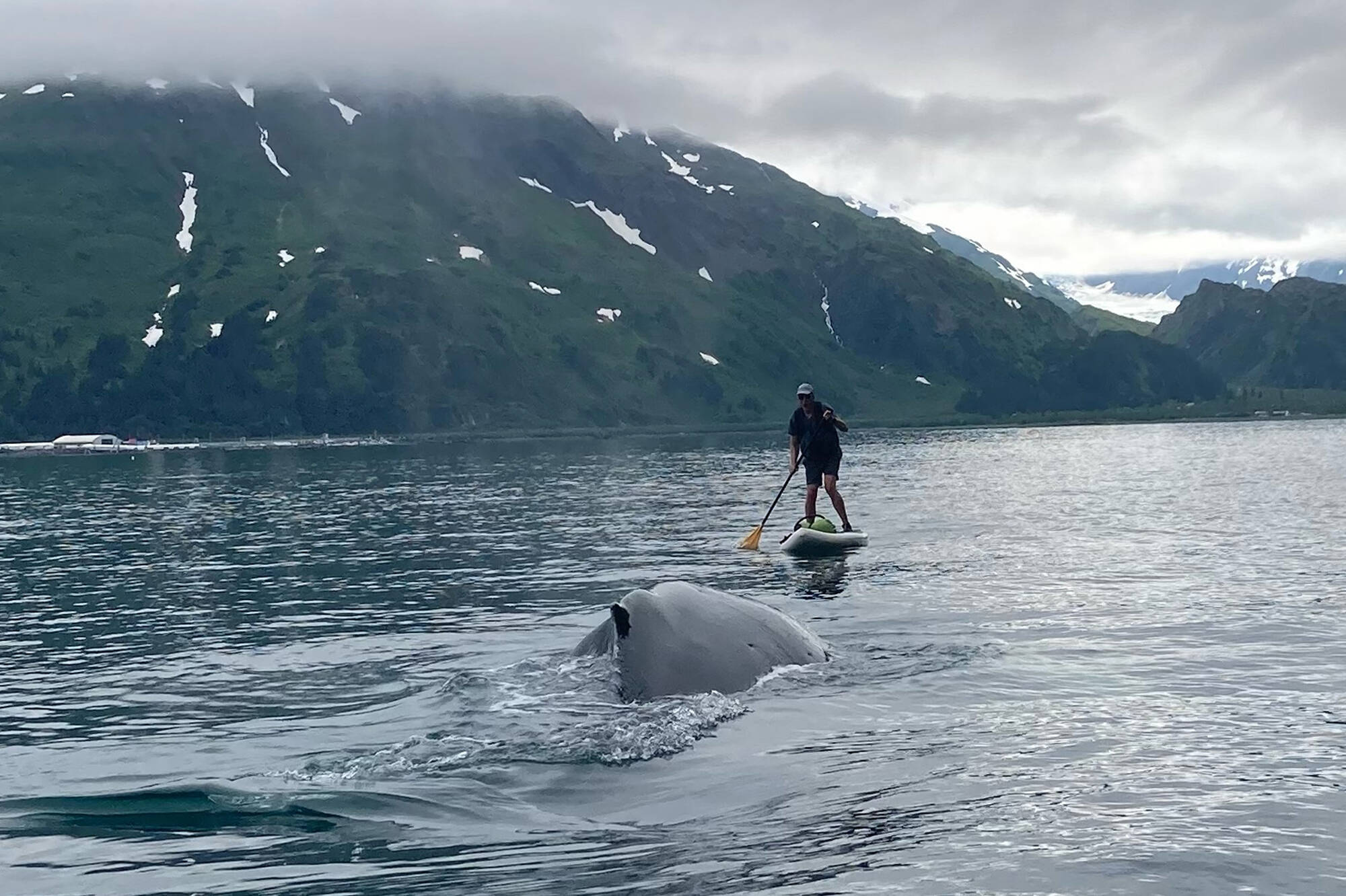 In this photo provided by Brian Williams, a whale approaches his father, Kevin Williams, while he was paddleboarding in Prince William Sound near Whittier on July 13. Williams survived the close encounter with a humpback whale, not even getting wet during a tense few seconds caught on camera by friends and family as a whale surfaced near him.