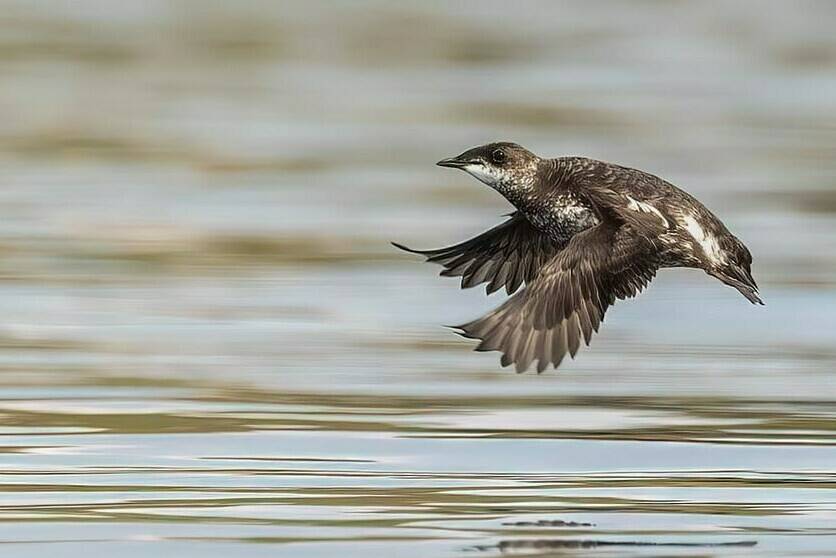 A marbled murrelet is shown in mid flight over the waters near Mitlenatch Island, B.C., in this undated handout photo. Bird watcher Royann Petrell, a retired University of B.C. assocate professor, is pushing the provincial government to create protected wildlife habitat areas to help sustain the threatened population of the marbled murrelet on Vancouver Island. THE CANADIAN PRESS/HO-Deb Freeman