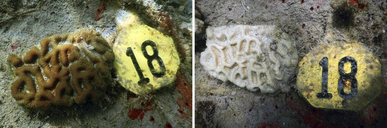 This combination of images provided by NOAA and University of Miami shows experimentally outplanted corals on January 2023, left, and the same coral on July 2023 after suffering from bleaching near Miami. Scientists have seen devastating effects from prolonged hot water surrounding Florida — coral bleaching and some death. (Allyson DeMerlis, Michael Studivan/NOAA and the University of Miami via AP)