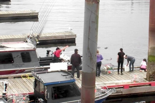 Video image of seals being fed dockside at Cow Bay Marina on Aug. 12, 2020. (Provided image)