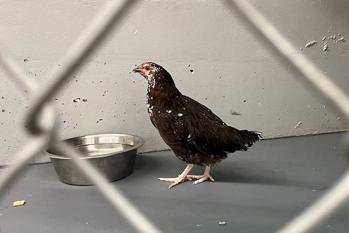 A bird in Coquitlam is in the care of the BC SPCA after being harmed by three suspects at large on July 27, 2023. (RCMP handout photo)