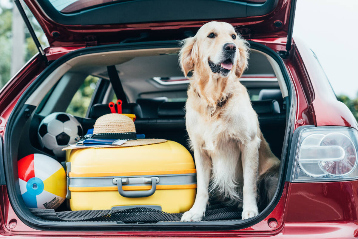 Pets can be great road trip companions, when we keep a few safety tips in mind.