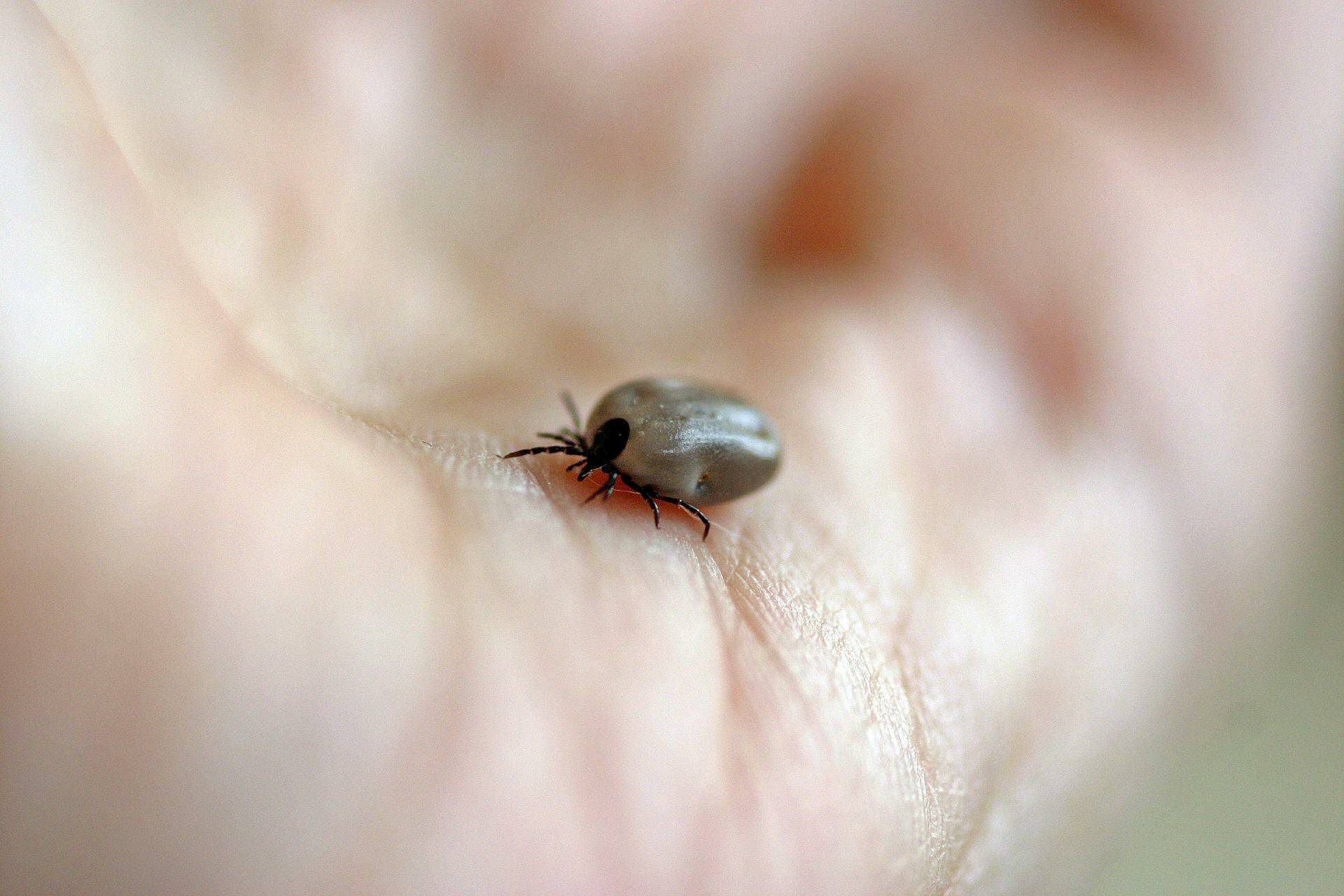 Ticks in B.C. are typically found in the Lower Mainland and Vancouver Island. (BP File Photo)