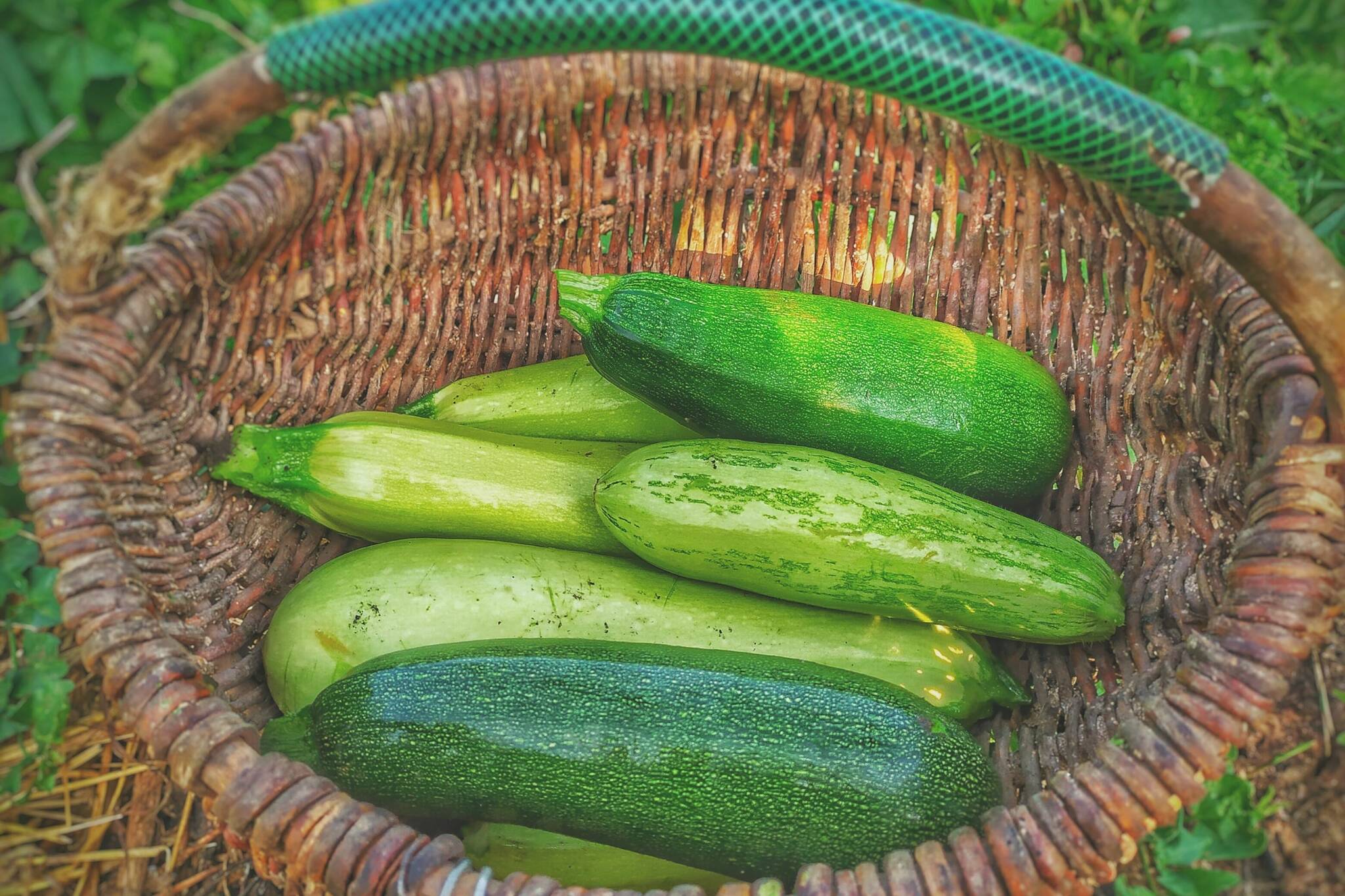 Aug. 8 is national ‘sneak a zucchini onto your neighbour’s porch’ day, a way for gardeners to share any surplus squash. (Igor Osinchuk/Unsplash photo)