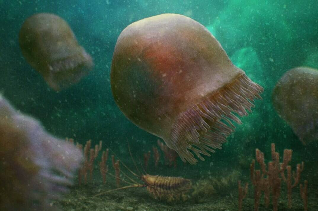 An artist’s rendering of a group of Burgess Shale jellyfish is shown in a handout. THE CANADIAN PRESS/HO-Royal Ontario Museum-Christian McCall