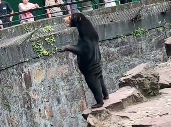 maylayn Sun Bear that might be a man in a suit (Screen shot from social media Video)