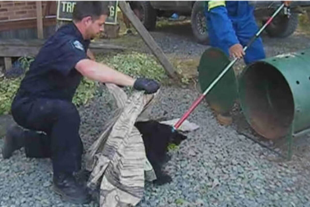 Former B.C. conservation officer Bryce Casavant takes a cub to a rehabilitation organization on Vancouver Island. Casavant lost an appeal to be re-instated as a conservation officer, and is looking at a potential appeal through the Supreme Court of Canada. (Youtube screenshot)