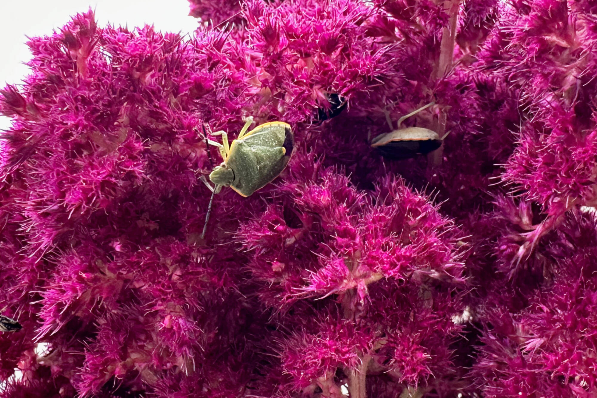 A pair of conchuela stink bugs crawl over an amaranth plant at the front of Kathy Crosbie’s Salmon Arm home. (Lachlan Labere-Salmon Arm Observer)