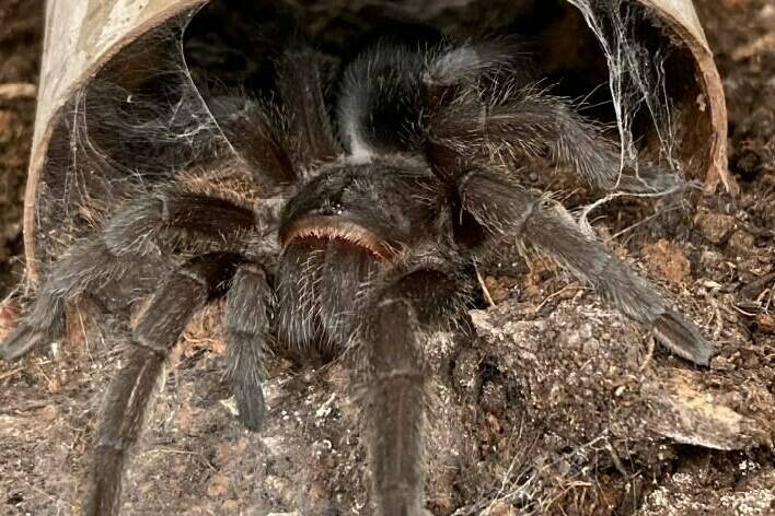 A tarantula is shown in a Canada Border Services Agency handout photo. The agency says officers discovered two live tarantulas hidden inside plastic containers at the Edmonton International Airport earlier this year. THE CANADIAN PRESS/HO-Canada Border Services Agency