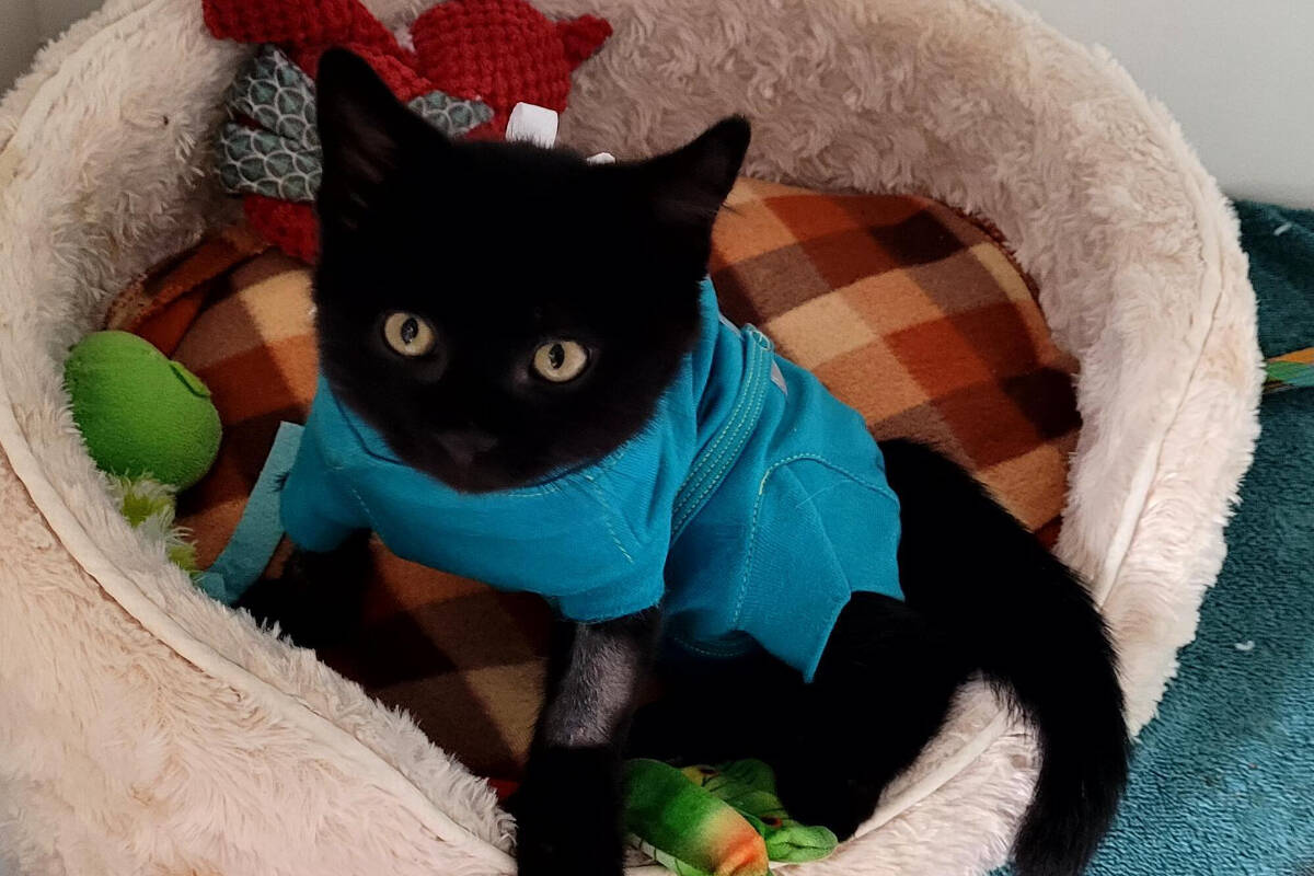 Tilly, the very lucky, very injured kitten was discovered in Quesnel by kind residents who got her to the SPCA for significant medical attention. (Photo by SPCA)