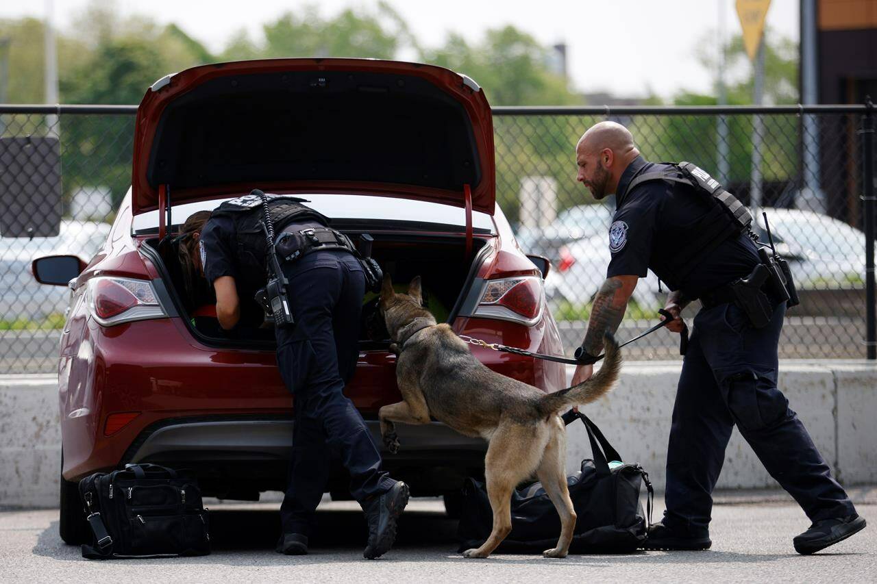 U.S. Customs and Border Protection officers search vehicles with the help of a canine at the Peace Bridge Port of Entry in Buffalo, N.Y. on Tuesday, May 23, 2023. Earlier this year, U.S. border agents used helicopters and a fixed-wing airplane to round up 124 people along the Canada-U.S. border. THE CANADIAN PRESS/Cole Burston