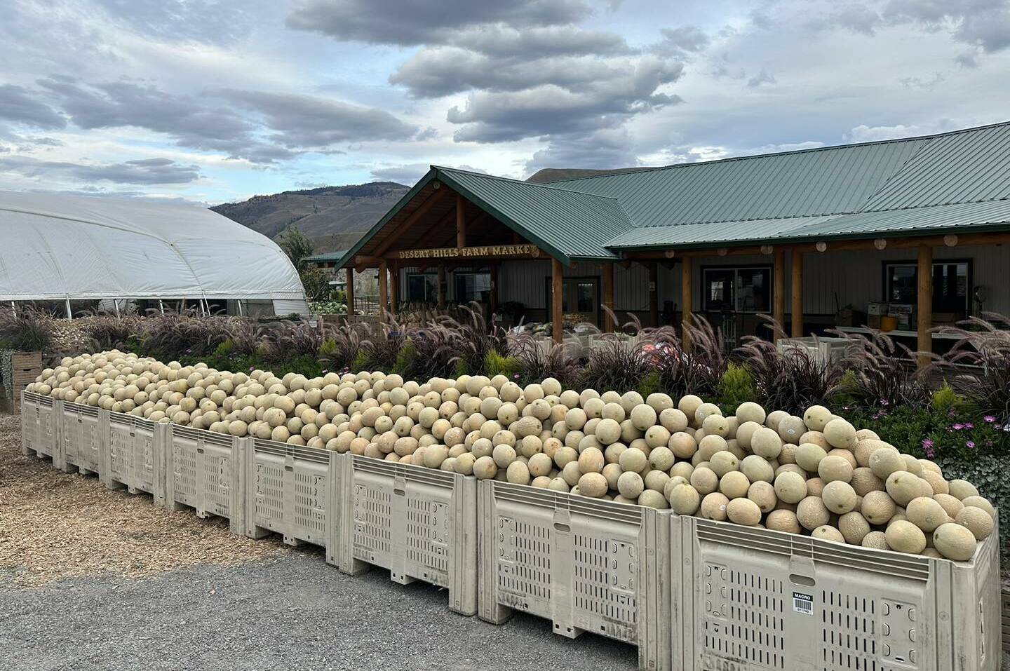 Desert Hills Ranch Farm Market ordered a large shipment of cantaloupe, only for it to arrive undersized. The market is giving away the fruit for free and asks the community to consider donating to food banks and others in need. (Desert Hills Ranch Farm Market/Facebook)
