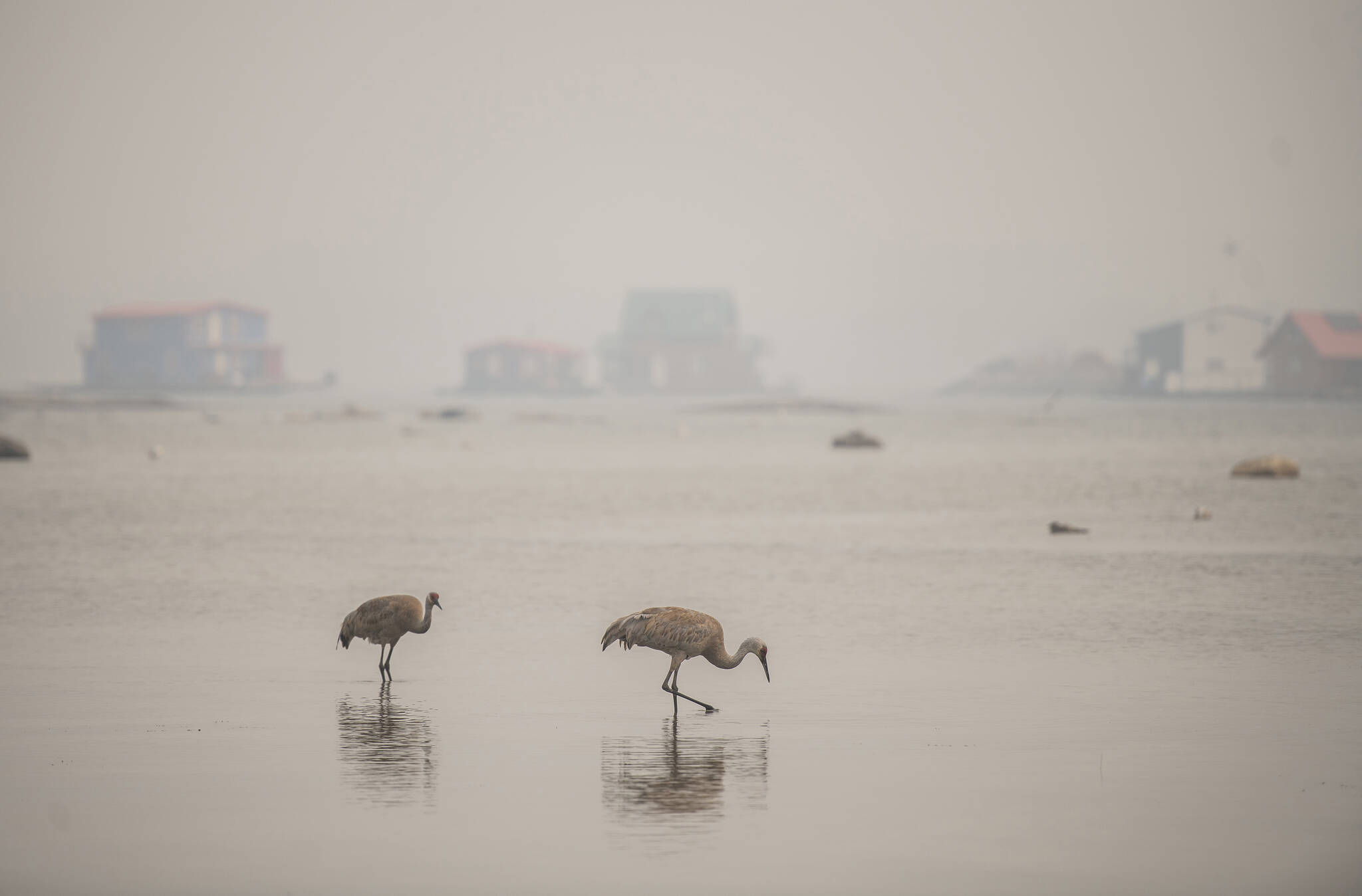 Heavy smoke from nearby wildfires fills the sky as sandhill cranes feed with houseboats in the distance in Yellowknife on Tuesday, August 15, 2023. THE CANADIAN PRESS/Angela Gzowski