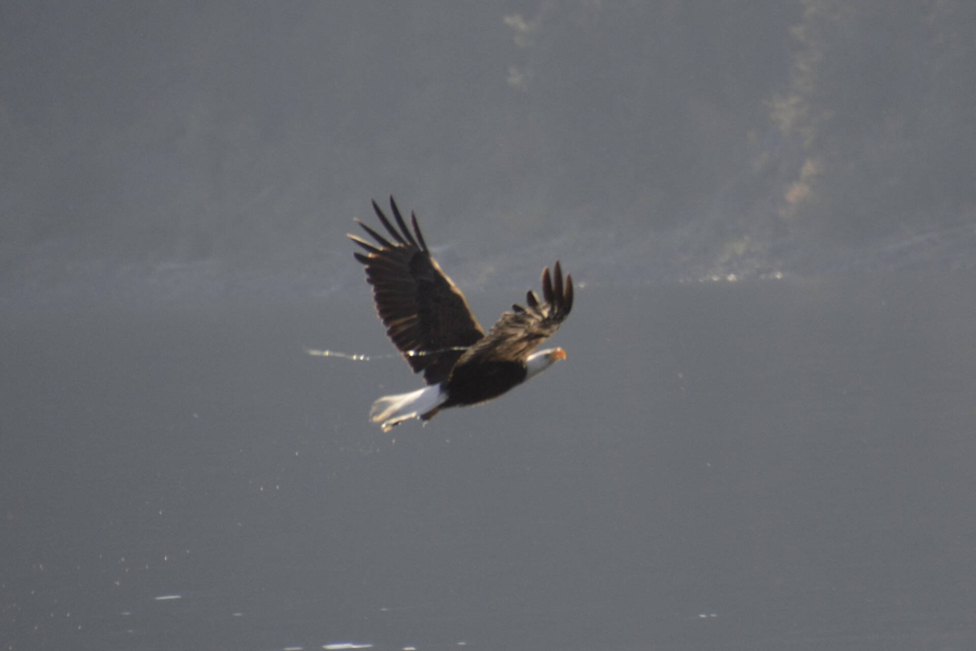 An Australian couple vacationing in the Shuswap captured photos of a bald eagle that appears to have been ensnared by a fishing line on Aug. 3, 2023. (Neil Poh photo)