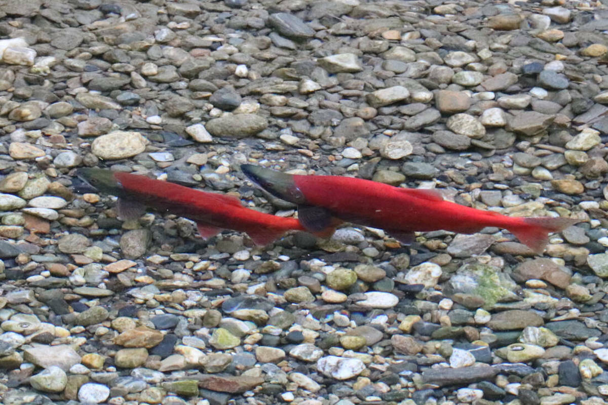 The health and stability of the lake shore are crucial to the survival of kokanee salmon. Photo: Jim Bailey
