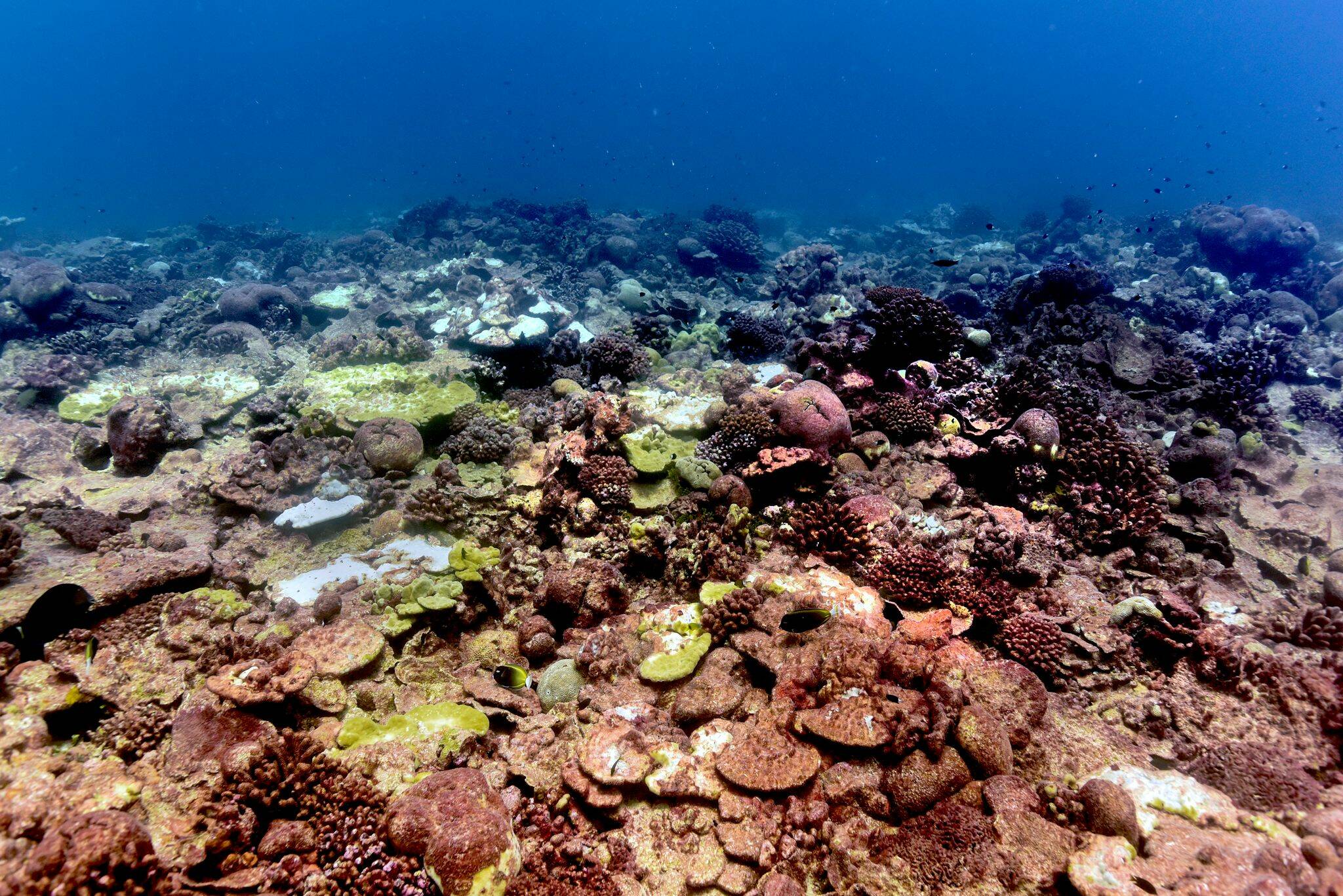 A bleached and dying Porites lobata colony on Kiritimati (Christmas Island). (Julia K. Baum/Contributed to Black Press Media)