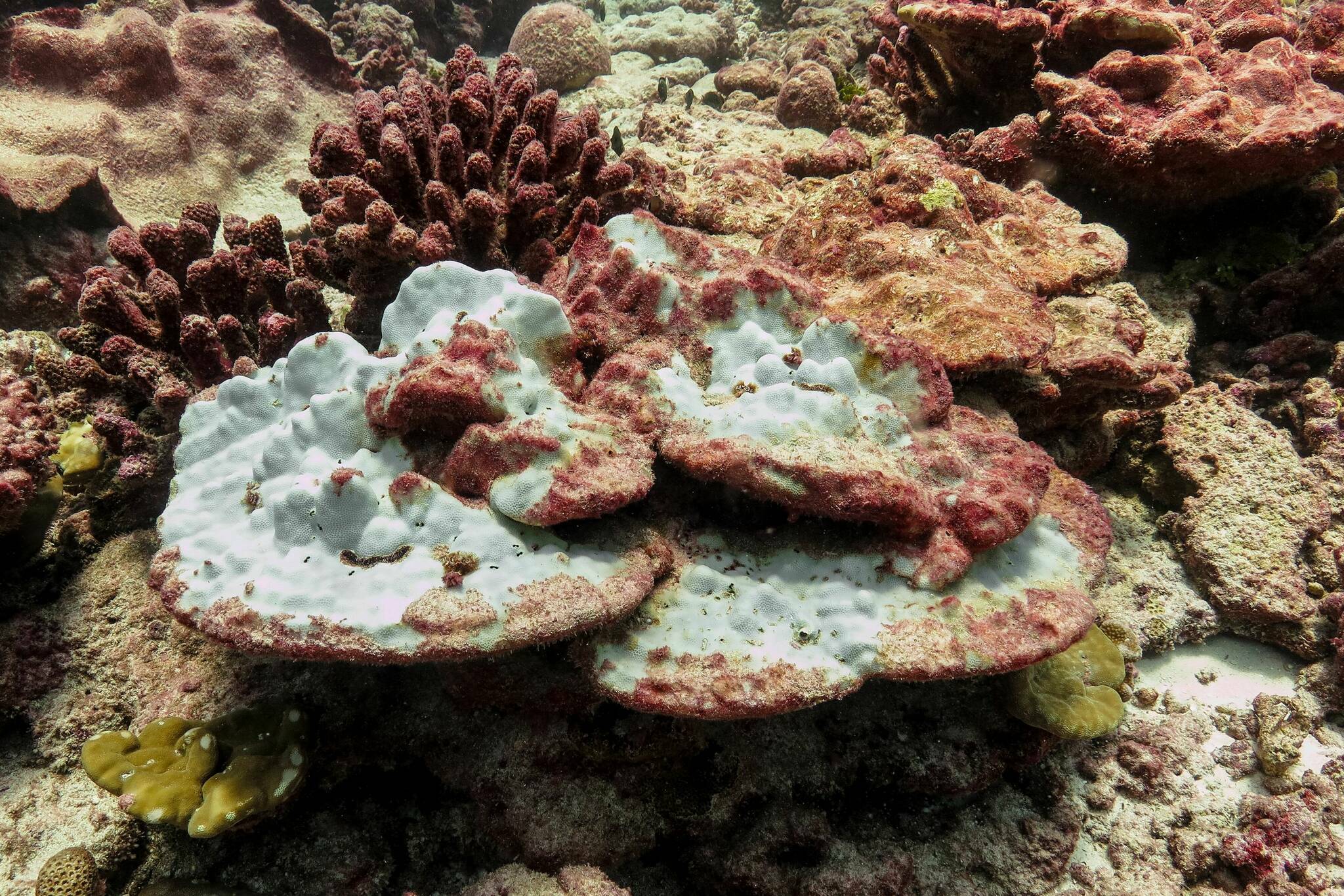 A reef on Kiritimati (Christmas Island). (Danielle Claar/Contributed to Black Press Media)