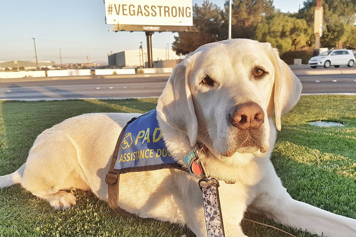 Caber, Delta Police Department’s trauma K9, travelled to Las Vegas to help comfort the victims of the Route 91 music festival shooting in 2017. Caber retired from duty in October of 2019, and passed away on Aug. 18, 2023 at 15 years old. (Kim Gramlich/Delta Police Department photo)