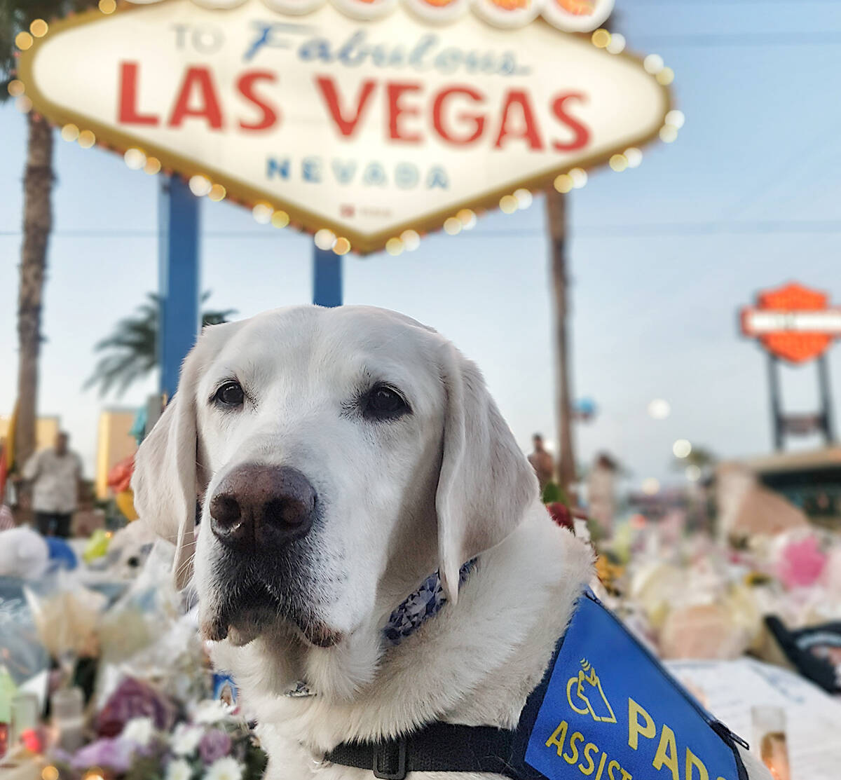 Caber, Delta Police Department’s trauma K9, travelled to Las Vegas to help comfort the victims of the Route 91 music festival shooting in 2017. Caber retired from duty in October of 2019, and passed away on Aug. 18, 2023 at 15 years old. (Kim Gramlich/Delta Police Department photo)