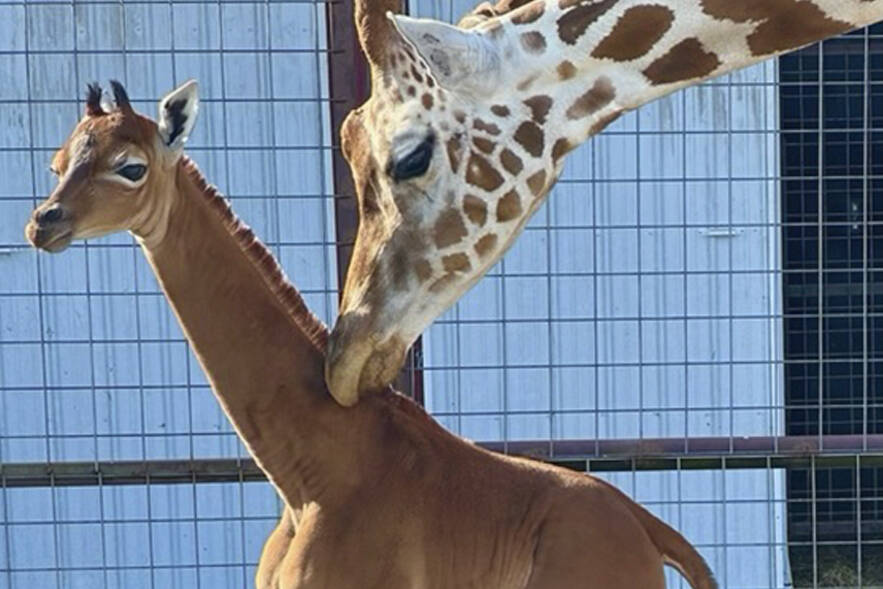 This undated photo provided by Brights Zoo in Limestone, Tenn., shows a plain brown female reticulated giraffe that was born on July 31, 2023, at the family-owned zoo. David Bright, one of the zoo’s owners, said the animal is a rarity: Research found another giraffe that was born without a pattern in Tokyo in 1972 and two others before that. The spots serve as camouflage for giraffes in the wild. (Tony Bright/Brights Zoo via AP)