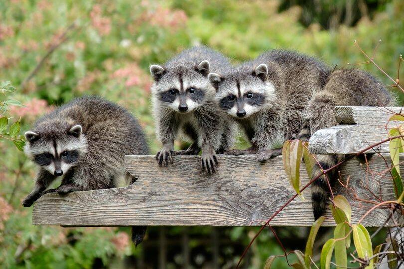 As summer progresses, juvenile raccoons are on the move and starting to explore as they seek food and shelter, says the BC SPCA. (Photo by Michael Woods/Courtesy Wild ARC)