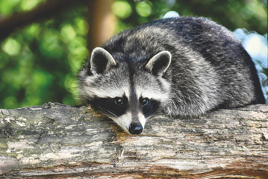 A raccoon was released after getting into an altercation with a Langford family. (Black Press Media stock image)