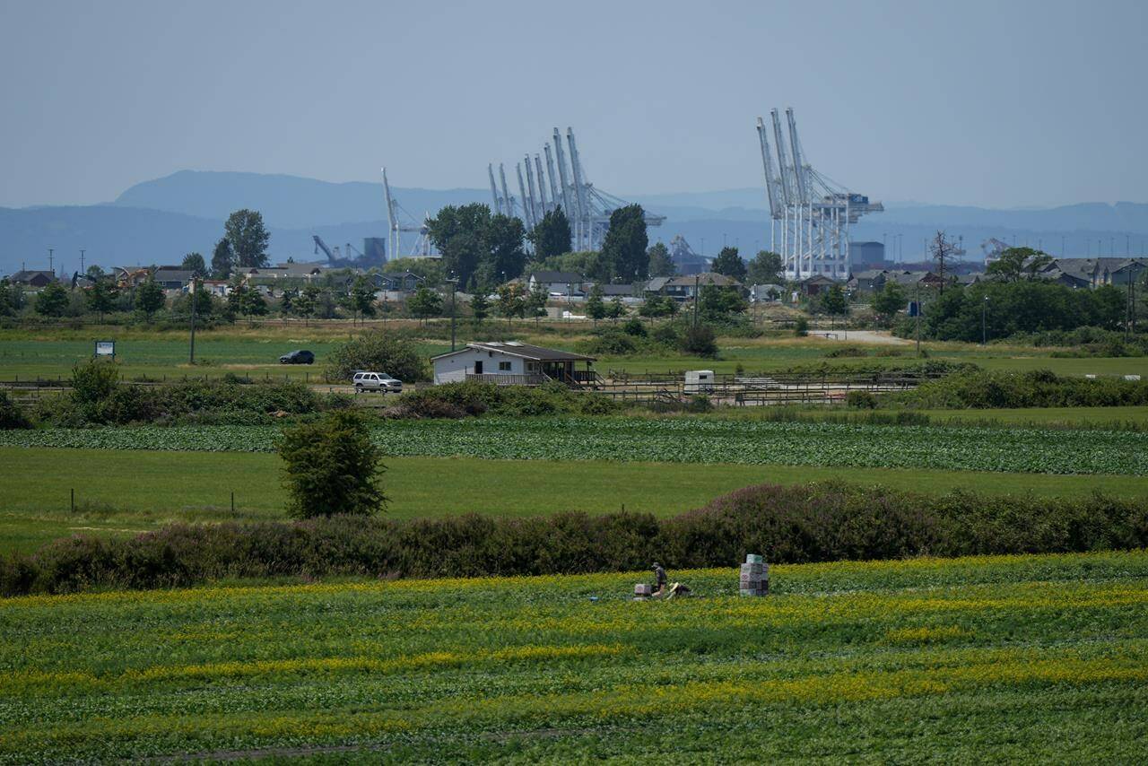 B.C. farmers say they’re increasingly concerned about climate change and the impacts of extreme weather on food production in the province. People work on a farm as gantry cranes used to load and unload cargo containers from ships sit idle in the distance at Global Container Terminals at Deltaport, in Delta, B.C., on Friday, July 7, 2023. THE CANADIAN PRESS/Darryl Dyck