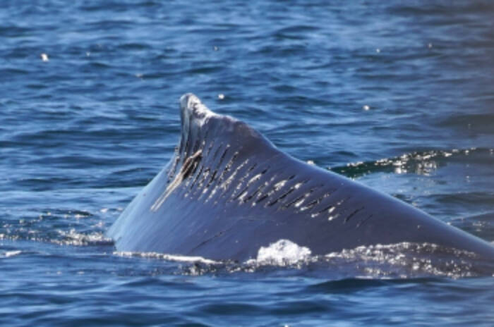 A humback whale nicknamed “Opo” with evident propellor scars from a boat collision. Advocates say the risk to both whales and humans is immense in boating accidents. (Photo provided by Ocean Wise Research)