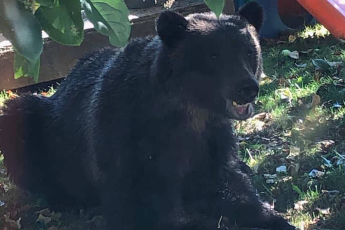 A grizzly bear that was relocated from Squamish in September 2020 was found dead in the Squamish River on Aug. 10, 2023, BC Conservation Officer Service says. It was illegally killed and believed to have been dragged to the river for disposal. (BCCOS)