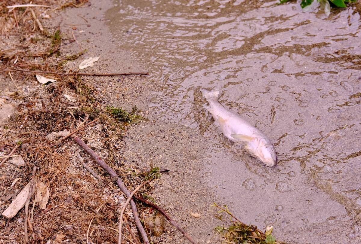 A dead fish on the shore of Kootenay Lake on July 25, 2023. Photo: Bill Metcalfe