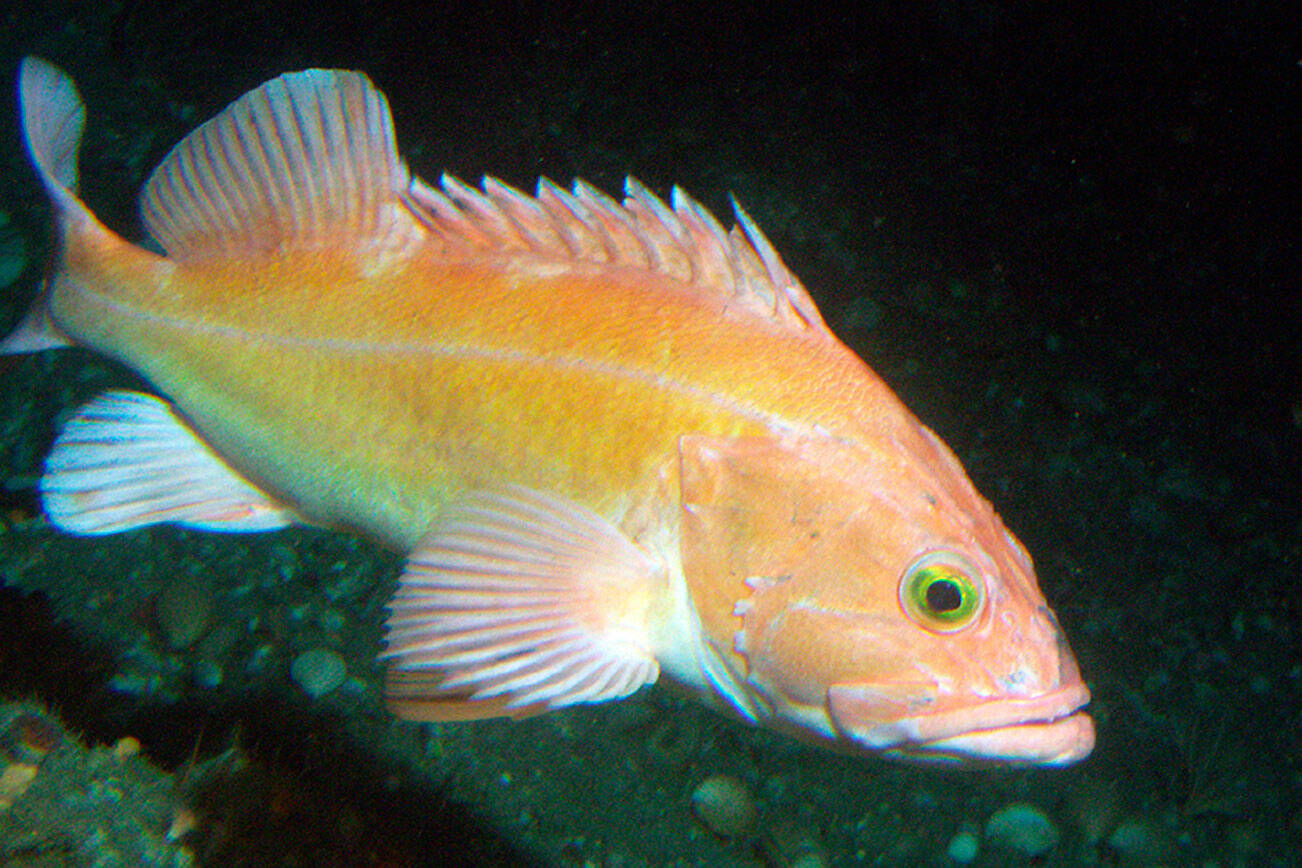 This undated photo provided by NOAA Fisheries shows a yelloweye rockfish. Fisheries and Oceans Canada says conservation and protection officers are concerned about what they claim is “rampant illegal fishing” of rockfish populations in Metro Vancouver. (NOAA Fisheries via AP)